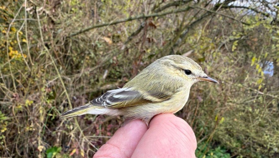 Kolibiarik stužkatý (Phylloscopus humei) bol odchytený a zdokumentovaný na ornitologickom stacionári Drienovec.