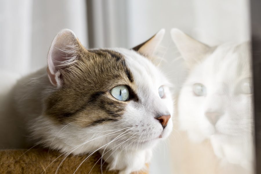 Klon nemusí vyzerať ani sa správať ako pôvodné zviera. Zdroj: iStock/Esin Deniz