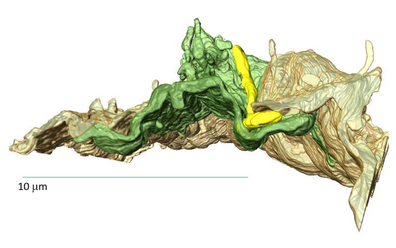 Hnedou a zelenou sú znázornené dve susediace endoteliálne bunky tvoriace stenu ciev. Borélia (žltou) sa ju nesnaží „prevŕtať“, ale skôr sa do nej vnára - hľadá „štrbinku“ v spoji buniek v mieste, kde k sebe celkom nepriliehajú.