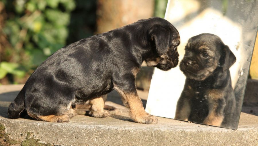 Šteniatko. Zdroj: iStock/Zuzule