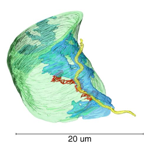 Vizualizácia borélie (žltou) v kontakte s pericytom (modrou), ktorý je na endoteliálnej bunke (zelená).