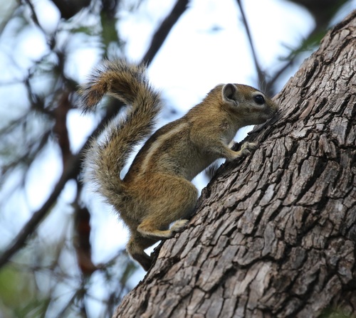 Thomas Rope Squirrel