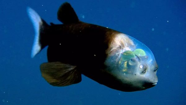 Strašík maloústy, po latinsky Macropinna microstoma, má jedinečnú transparentnú hlavu.