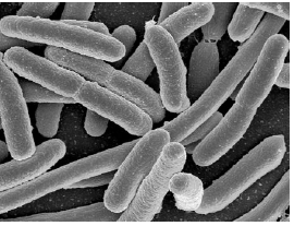 Bunky baktérie Escherechia coli. (https://www.biopedia.sk/virusy-a-bakterie/uzitocne-bakterie)