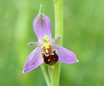 Hmyzovník včelovitý (Ophrys apifera)