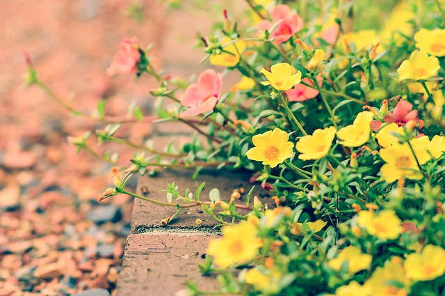 Ilustračné foto: kvetinový záhon; Pixabay.com /shell_ghostcage/
