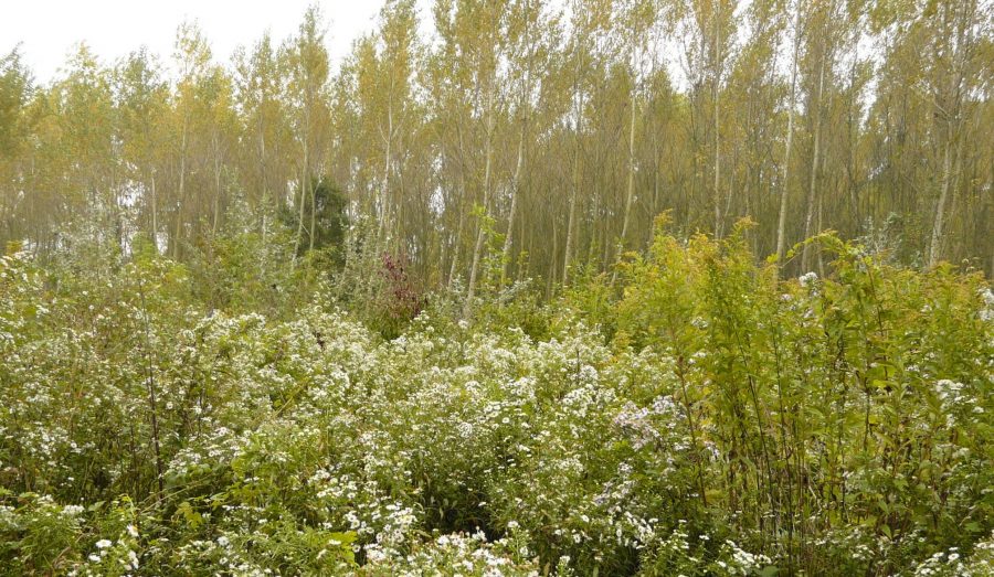 Lužné lesy v okolí Bratislavy. Pôvodný biotop nahradilo spoločenstvo, v ktorom dominujú nepôvodné druhy, Zdroj: archív Pavla Mereďa