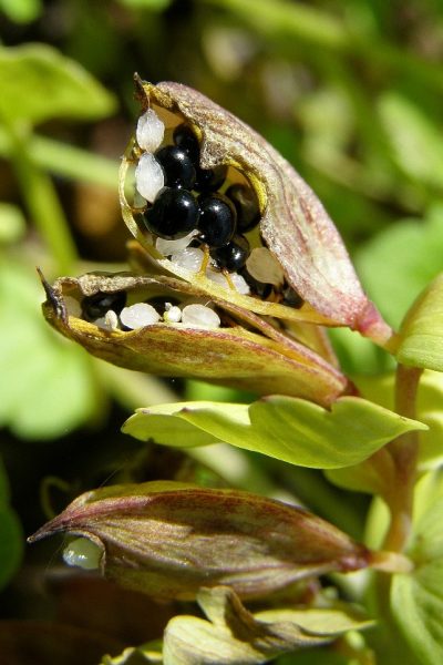 Správny termín zberu semien u druhu chochlačka nízka (Corydalis pumila) kde semená sú plne vyzreté a ešte nevypadané z plodu. Foto J. Kučera