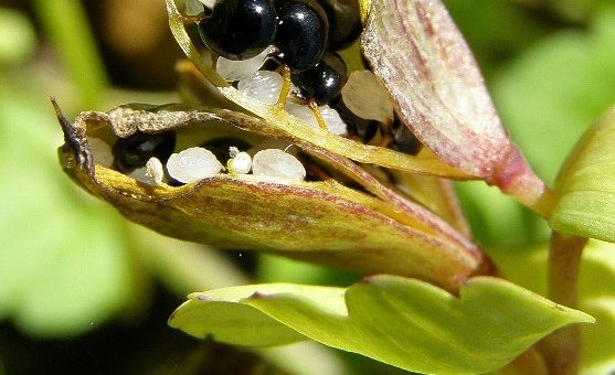 Správny termín zberu semien u druhu chochlačka nízka (Corydalis pumila) kde semená sú plne vyzreté a ešte nevypadané z plodu. Foto J. Kučera