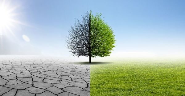 Ilustračný obrázok: Krajina, strom, spolovice sucho, spolovice zeleň. Zdroj: iStock