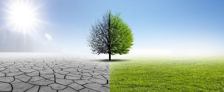 Ilustračný obrázok: Krajina, strom, spolovice sucho, spolovice zeleň. Zdroj: iStock