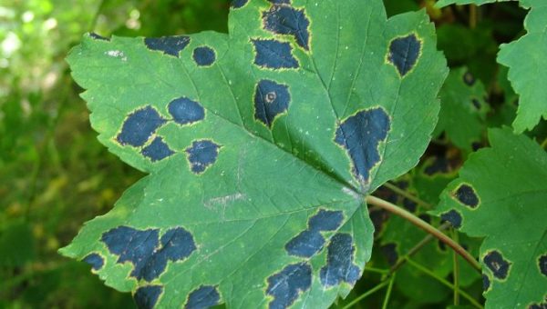 Výskyt Rhytisma acerinum L. – černe javorovej na liste Acer pseudoplatanus koncom leta 2015