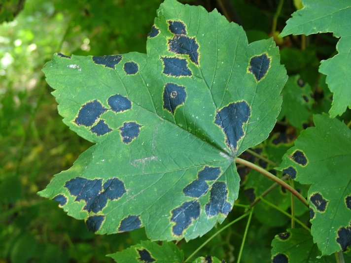 Výskyt Rhytisma acerinum L. – černe javorovej na liste Acer pseudoplatanus koncom leta 2015