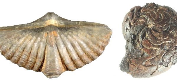V devóne sa darilo spiriferidným ramenonožcom (vľavo) a objavili sa aj prvé goniatity (vpravo).