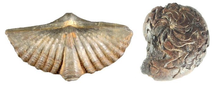 V devóne sa darilo spiriferidným ramenonožcom (vľavo) a objavili sa aj prvé goniatity (vpravo).