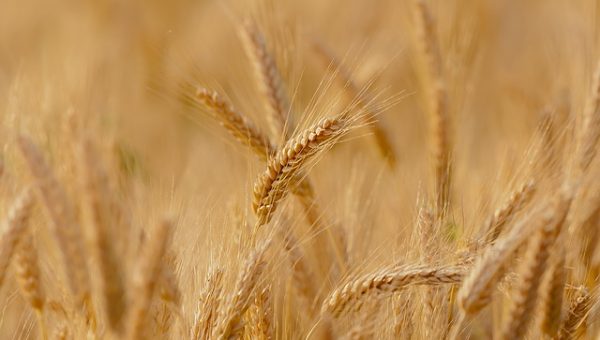 Ilustračné foto: pšenica; Pixabay.com /Candiix/