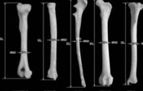 Ukážka meraní hodnoty GL na dlhých kostiach