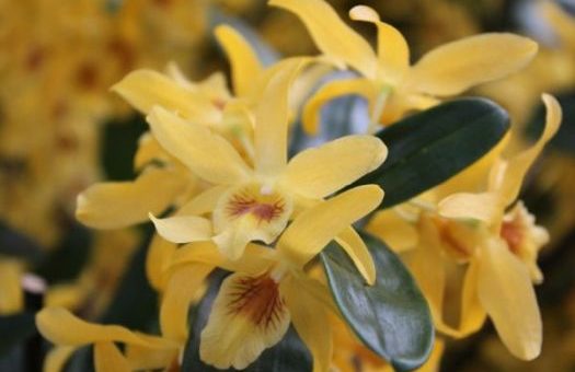 Orchidea Dendrobium nobile ´Stardust´