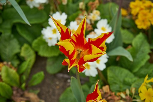 Ilustračný obrázok: Flóra, tulipán