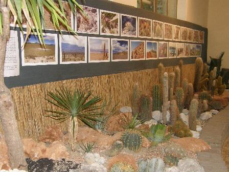 archív BZ UPJŠ: zábery z predošlých výstav Kaktusy a sukulenty v Botanickej záhrade UPJŠ v Košiciach