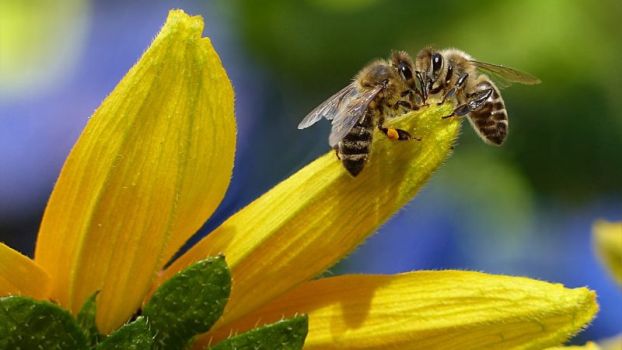 EFSA opätovne potvrdila, že neonikotínoidy ohrozujú včely