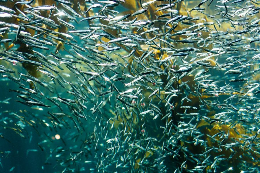 Úbytok rýb v moriach predstavuje problém pre nielen pre ľudí, ale pre celé ekosystémy. Foto: Pixabay.com