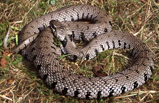Natrix helvetica, nový druh hada pre západnú a strednú Európu.  Foto: Wolfgang Böhme