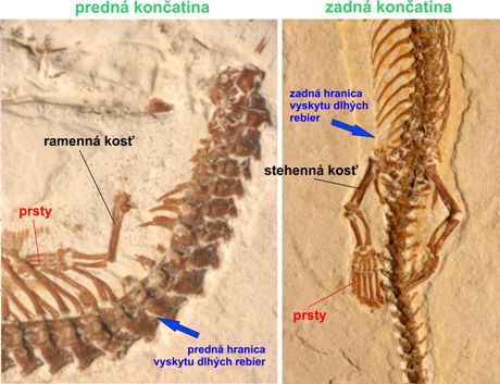 Kostra predných a zadných končatín druhu Tetrapodophis amplectus