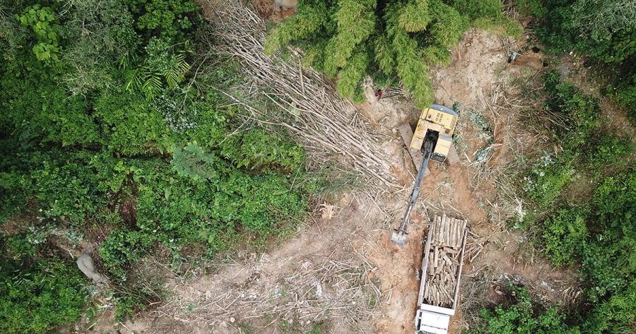 Na foto: pohľad zhora na prales v Borneu ničený ťažbou dreva. Zdroj: iStock