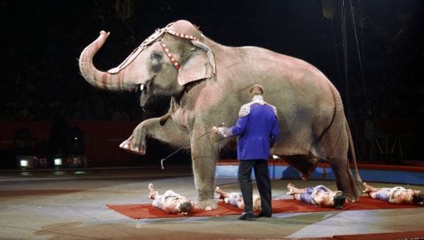 Slony v cirkusoch na Slovensku od novembra neuvidíme. Zdroj: MPaRV SR