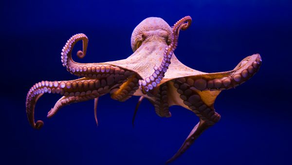 Ilustračné foto: Chobotnica v mori. Zdroj: iStock