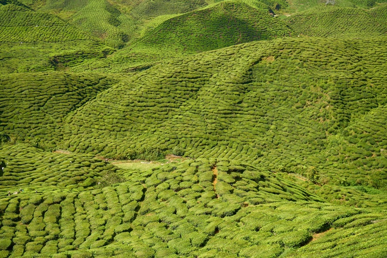čajovníkové plantáže
