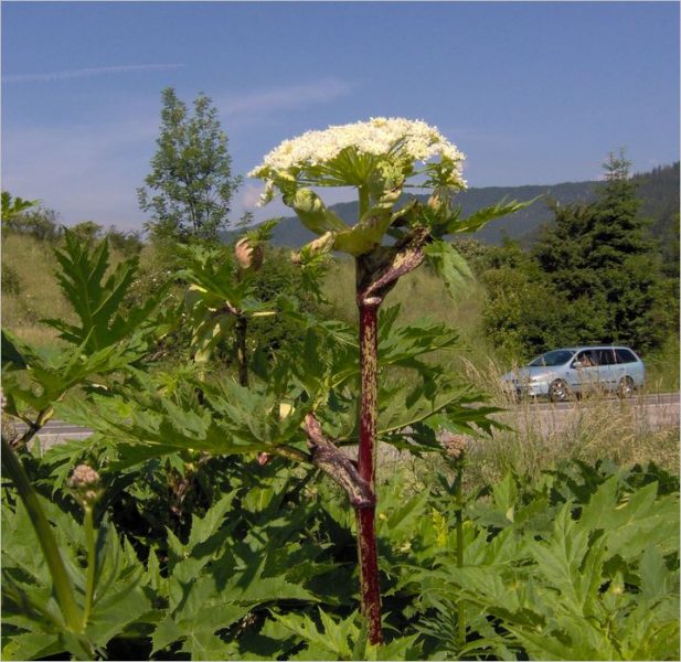 kvitnuci boľševičník (Zdroj: Národný park Poloniny)