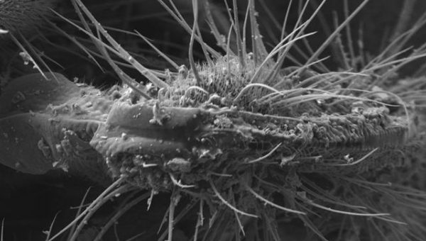 ukážka sosáka muchy pod mikroskopom