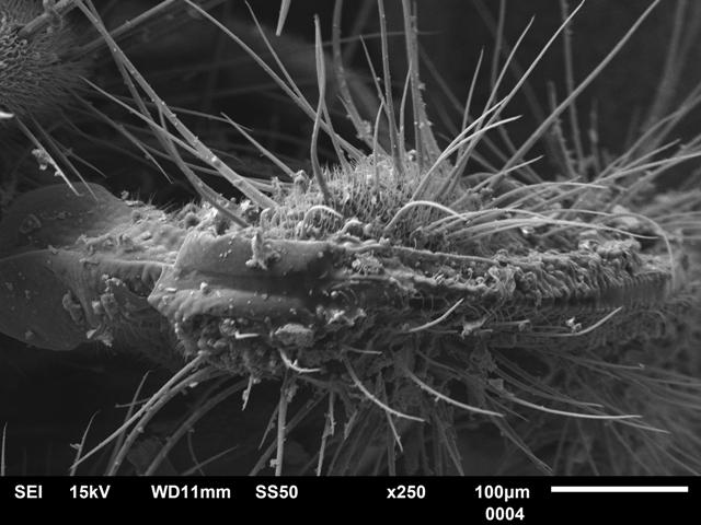 ukážka sosáka muchy pod mikroskopom