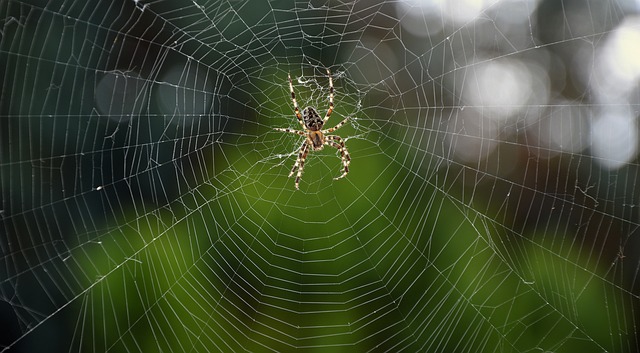 Ilustračné foto: pavúk; Pixabay.com /Peggychoucair/