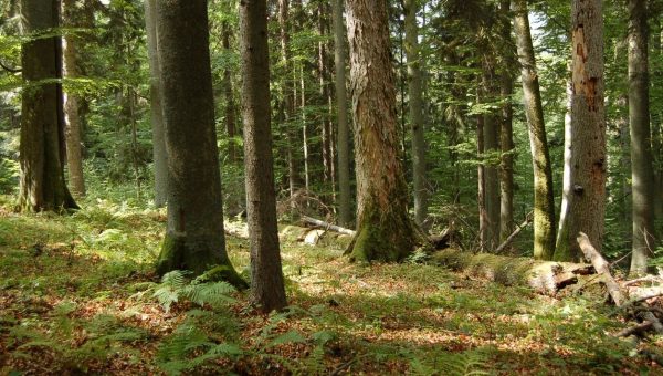 Rôznorodý jedľovo-bukový les v prírodnej rezervácii Dobročský prales. Foto: F. Máliš
