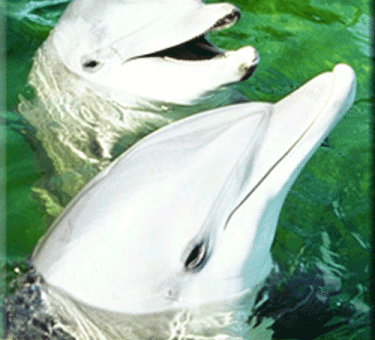 Delfíny počujú zvuky, ktoré ľudské ucho už nepočuje.