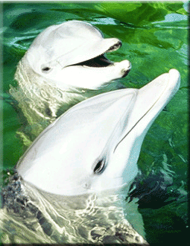 Delfíny počujú zvuky, ktoré ľudské ucho už nepočuje.