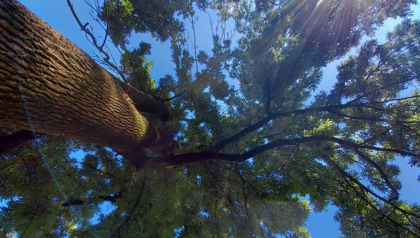 Strom Yggdrasil bol podľa legendy večne zelený. Jasene v našich zemepisných šírkach opadávajú. Zdroj: archív autora