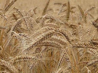 Pšenica a ďalšie obilniny obsahujú lepok