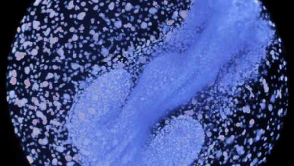 4D obrazy – vývoj buniek