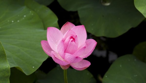 ilustračné foto: Lotus