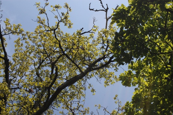 Skoro pučiaci dub plstnatý s plne rozvinutými listami a neskoro pučiaci dub cerový s mladými rozvíjajúcimi sa listami. Autor fotografie je RNDr. Ján Kulfan, CSc.