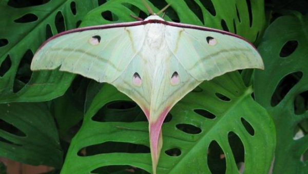 Obrázok motýľa, Autor: UPJŠ v Košiciach