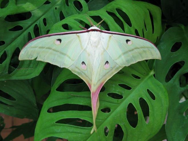 Obrázok motýľa, Autor: UPJŠ v Košiciach