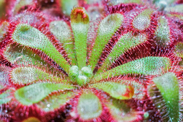 Ilustračné foto: mäsožravá rastlina; Pixabay.com /Bergadder/