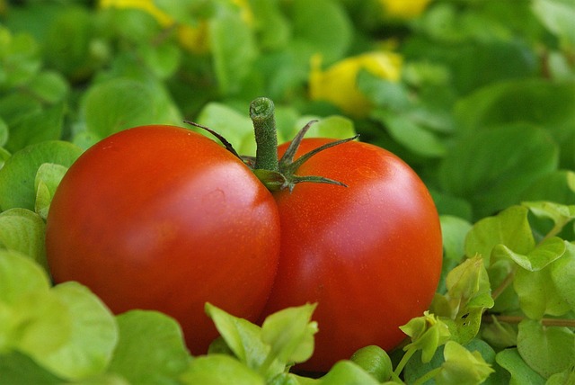 ilustračné foto (paradajky)