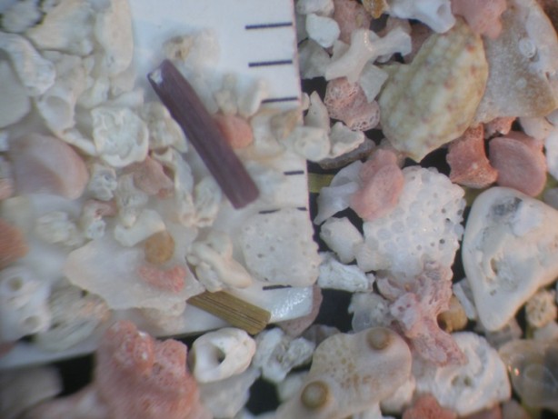 Mikroskopický pohľad na piesky z pláže Menorky, ktoré sú tvorené úlomkami schránok živočíchov. Tmavý objekt v strede obrázku je úlomok z ihlice ježovky a ružovkasté zrná sú schránky dierkavcov druhu Miniacina miniacea, foto Natália Hudáčková.