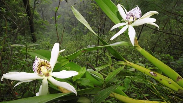 Strom orchideje